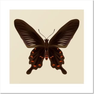 beautiful butterfly Posters and Art